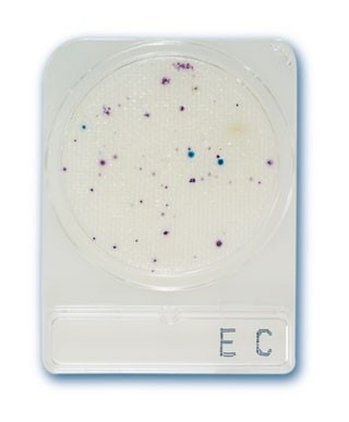 Hyserve Compact Dry EC, E.Coli és coliform teszt