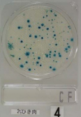 compact_dry_cf_coliform_bakteriumok_tesztje.jpg