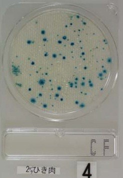 Compact Dry CF, Coliform baktériumok tesztje