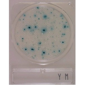 Hyserve Compact Dry YM, Élesztő és penész mikrobiológiai teszt