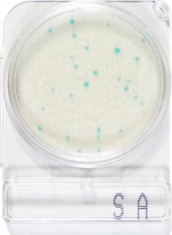 compact_dry_sa_staphylococcus_aureus_teszt.jpg compact_dry_sa_staphylococcus_aureus_teszt.jpg