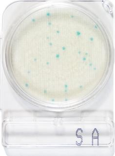 Compact Dry SA, Staphylococcus aureus teszt