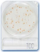 compact_dry_tcc_tea_es_catechin_teszt.jpg compact_dry_tcc_tea_es_catechin_teszt.jpg